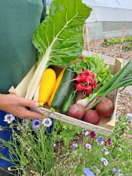 Les Légumes BIO de Thomas ....