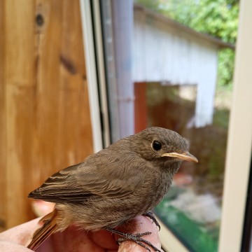 Oiseau dans la veranda