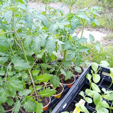 Les plants de légumes BIO