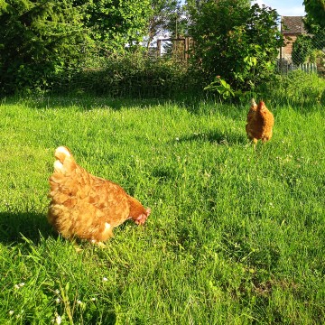 Les poules dans le jardin